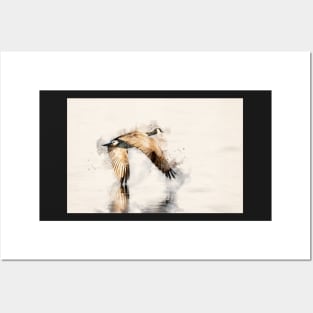 Canadian Goose Flying Just Above the Lake in Watercolor Posters and Art